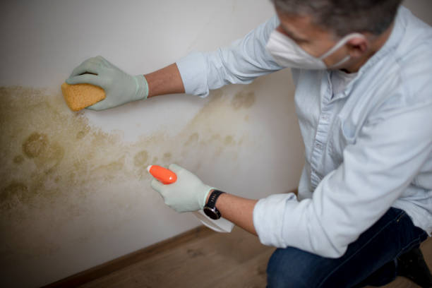 Best Commercial Mold Remediation in Livonia, MI