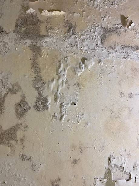 Best DIY Mold Remediation Support Services in Livonia, MI