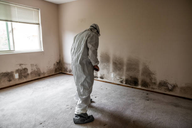 Best Mold Remediation for Specific Building Types in Livonia, MI