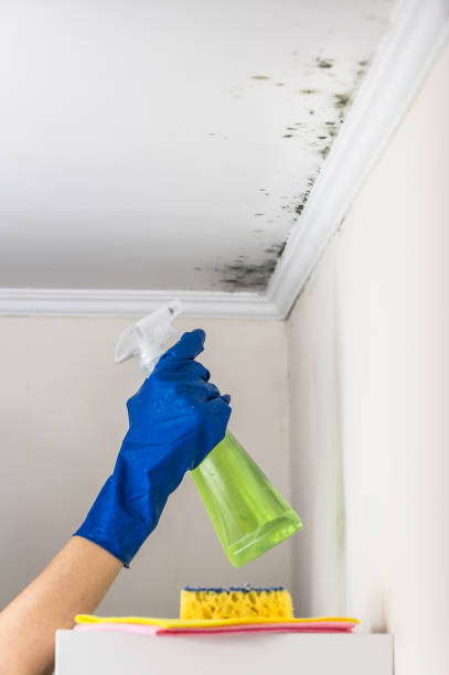 Best Bathroom Mold Remediation in Livonia, MI